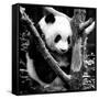 China 10MKm2 Collection - Giant Panda Baby-Philippe Hugonnard-Framed Stretched Canvas