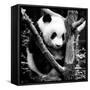 China 10MKm2 Collection - Giant Panda Baby-Philippe Hugonnard-Framed Stretched Canvas