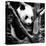 China 10MKm2 Collection - Giant Panda Baby-Philippe Hugonnard-Stretched Canvas