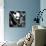 China 10MKm2 Collection - Giant Panda Baby-Philippe Hugonnard-Photographic Print displayed on a wall