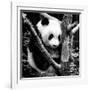 China 10MKm2 Collection - Giant Panda Baby-Philippe Hugonnard-Framed Photographic Print