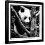 China 10MKm2 Collection - Giant Panda Baby-Philippe Hugonnard-Framed Photographic Print