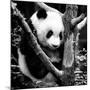 China 10MKm2 Collection - Giant Panda Baby-Philippe Hugonnard-Mounted Photographic Print