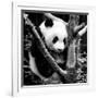 China 10MKm2 Collection - Giant Panda Baby-Philippe Hugonnard-Framed Photographic Print