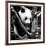 China 10MKm2 Collection - Giant Panda Baby-Philippe Hugonnard-Framed Photographic Print