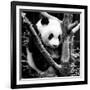 China 10MKm2 Collection - Giant Panda Baby-Philippe Hugonnard-Framed Photographic Print