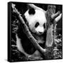 China 10MKm2 Collection - Giant Panda Baby-Philippe Hugonnard-Framed Stretched Canvas