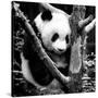 China 10MKm2 Collection - Giant Panda Baby-Philippe Hugonnard-Stretched Canvas