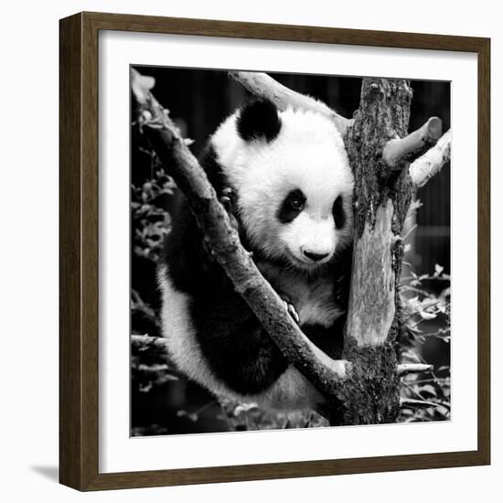 China 10MKm2 Collection - Giant Panda Baby-Philippe Hugonnard-Framed Photographic Print