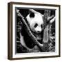 China 10MKm2 Collection - Giant Panda Baby-Philippe Hugonnard-Framed Photographic Print