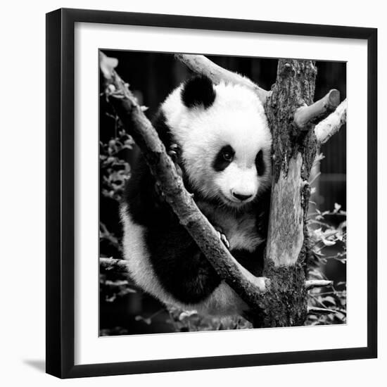 China 10MKm2 Collection - Giant Panda Baby-Philippe Hugonnard-Framed Photographic Print