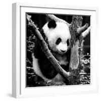 China 10MKm2 Collection - Giant Panda Baby-Philippe Hugonnard-Framed Photographic Print