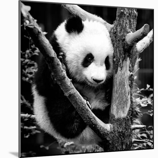 China 10MKm2 Collection - Giant Panda Baby-Philippe Hugonnard-Mounted Photographic Print