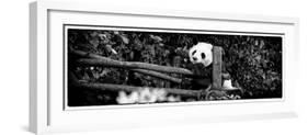 China 10MKm2 Collection - Giant Panda Baby-Philippe Hugonnard-Framed Photographic Print