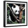 China 10MKm2 Collection - Giant Panda Baby-Philippe Hugonnard-Framed Photographic Print