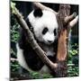 China 10MKm2 Collection - Giant Panda Baby-Philippe Hugonnard-Mounted Photographic Print