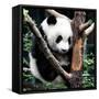 China 10MKm2 Collection - Giant Panda Baby-Philippe Hugonnard-Framed Stretched Canvas