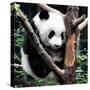 China 10MKm2 Collection - Giant Panda Baby-Philippe Hugonnard-Stretched Canvas