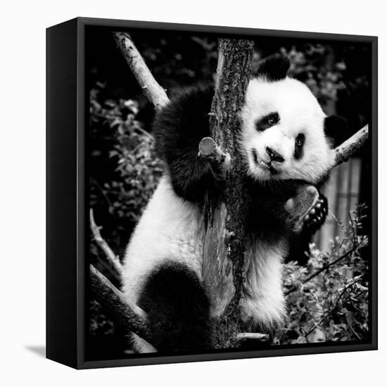 China 10MKm2 Collection - Giant Panda Baby-Philippe Hugonnard-Framed Stretched Canvas