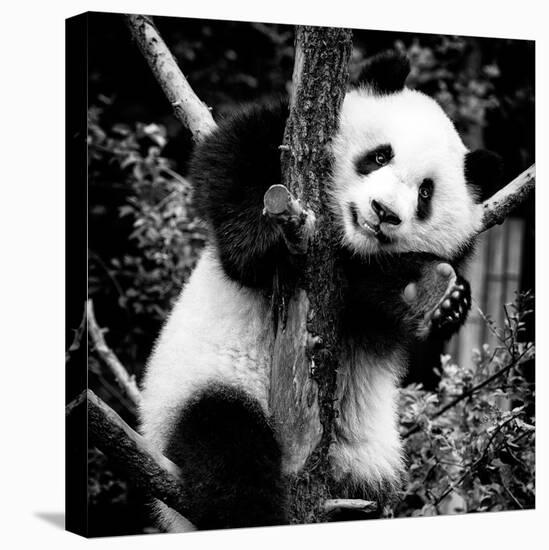 China 10MKm2 Collection - Giant Panda Baby-Philippe Hugonnard-Stretched Canvas