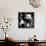China 10MKm2 Collection - Giant Panda Baby-Philippe Hugonnard-Photographic Print displayed on a wall