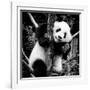 China 10MKm2 Collection - Giant Panda Baby-Philippe Hugonnard-Framed Photographic Print