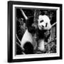 China 10MKm2 Collection - Giant Panda Baby-Philippe Hugonnard-Framed Photographic Print