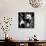 China 10MKm2 Collection - Giant Panda Baby-Philippe Hugonnard-Mounted Photographic Print displayed on a wall