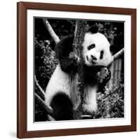 China 10MKm2 Collection - Giant Panda Baby-Philippe Hugonnard-Framed Photographic Print