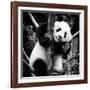 China 10MKm2 Collection - Giant Panda Baby-Philippe Hugonnard-Framed Photographic Print