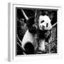 China 10MKm2 Collection - Giant Panda Baby-Philippe Hugonnard-Framed Photographic Print