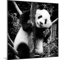 China 10MKm2 Collection - Giant Panda Baby-Philippe Hugonnard-Mounted Photographic Print