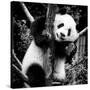 China 10MKm2 Collection - Giant Panda Baby-Philippe Hugonnard-Stretched Canvas