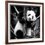 China 10MKm2 Collection - Giant Panda Baby-Philippe Hugonnard-Framed Photographic Print