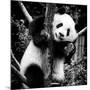 China 10MKm2 Collection - Giant Panda Baby-Philippe Hugonnard-Mounted Photographic Print