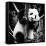 China 10MKm2 Collection - Giant Panda Baby-Philippe Hugonnard-Framed Stretched Canvas