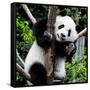 China 10MKm2 Collection - Giant Panda Baby-Philippe Hugonnard-Framed Stretched Canvas