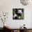 China 10MKm2 Collection - Giant Panda Baby-Philippe Hugonnard-Photographic Print displayed on a wall