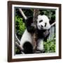 China 10MKm2 Collection - Giant Panda Baby-Philippe Hugonnard-Framed Photographic Print