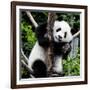 China 10MKm2 Collection - Giant Panda Baby-Philippe Hugonnard-Framed Photographic Print