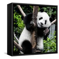 China 10MKm2 Collection - Giant Panda Baby-Philippe Hugonnard-Framed Stretched Canvas