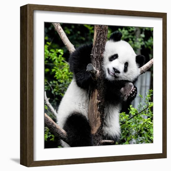 China 10MKm2 Collection - Giant Panda Baby-Philippe Hugonnard-Framed Photographic Print