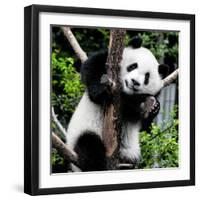 China 10MKm2 Collection - Giant Panda Baby-Philippe Hugonnard-Framed Photographic Print