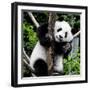 China 10MKm2 Collection - Giant Panda Baby-Philippe Hugonnard-Framed Photographic Print