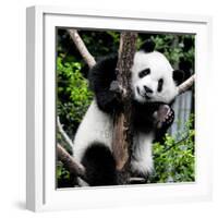 China 10MKm2 Collection - Giant Panda Baby-Philippe Hugonnard-Framed Photographic Print