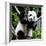 China 10MKm2 Collection - Giant Panda Baby-Philippe Hugonnard-Framed Photographic Print