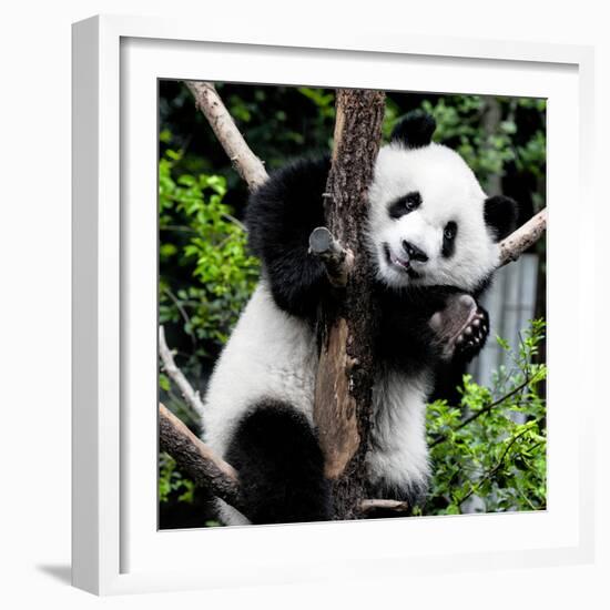 China 10MKm2 Collection - Giant Panda Baby-Philippe Hugonnard-Framed Photographic Print