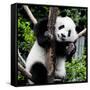 China 10MKm2 Collection - Giant Panda Baby-Philippe Hugonnard-Framed Stretched Canvas