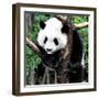 China 10MKm2 Collection - Giant Panda Baby-Philippe Hugonnard-Framed Photographic Print