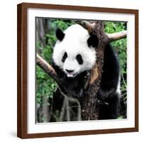 China 10MKm2 Collection - Giant Panda Baby-Philippe Hugonnard-Framed Photographic Print